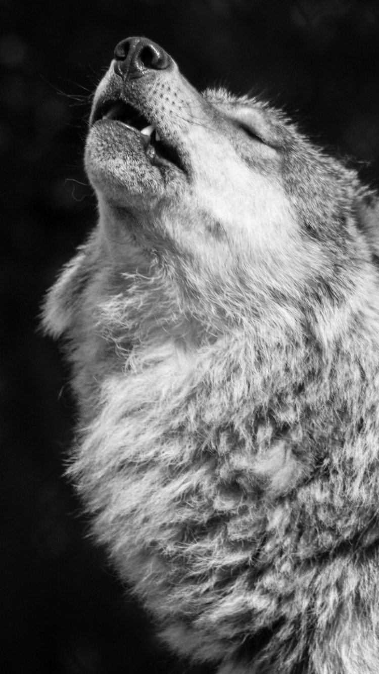 Wolf Wallpaper Mobile Hd , HD Wallpaper & Backgrounds