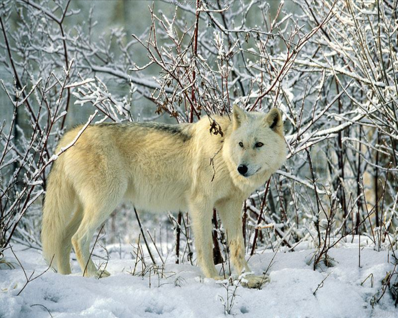 White Iberian Wolf , HD Wallpaper & Backgrounds