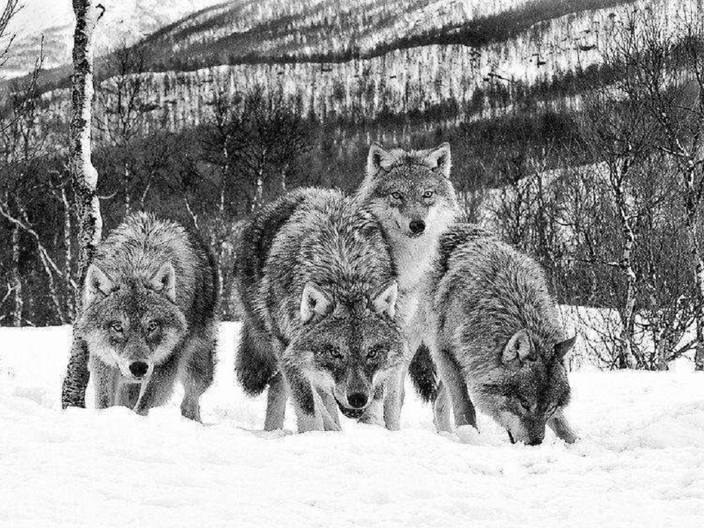 Black And White Wolf Wallpaper - Wolf Pack Black And White , HD Wallpaper & Backgrounds