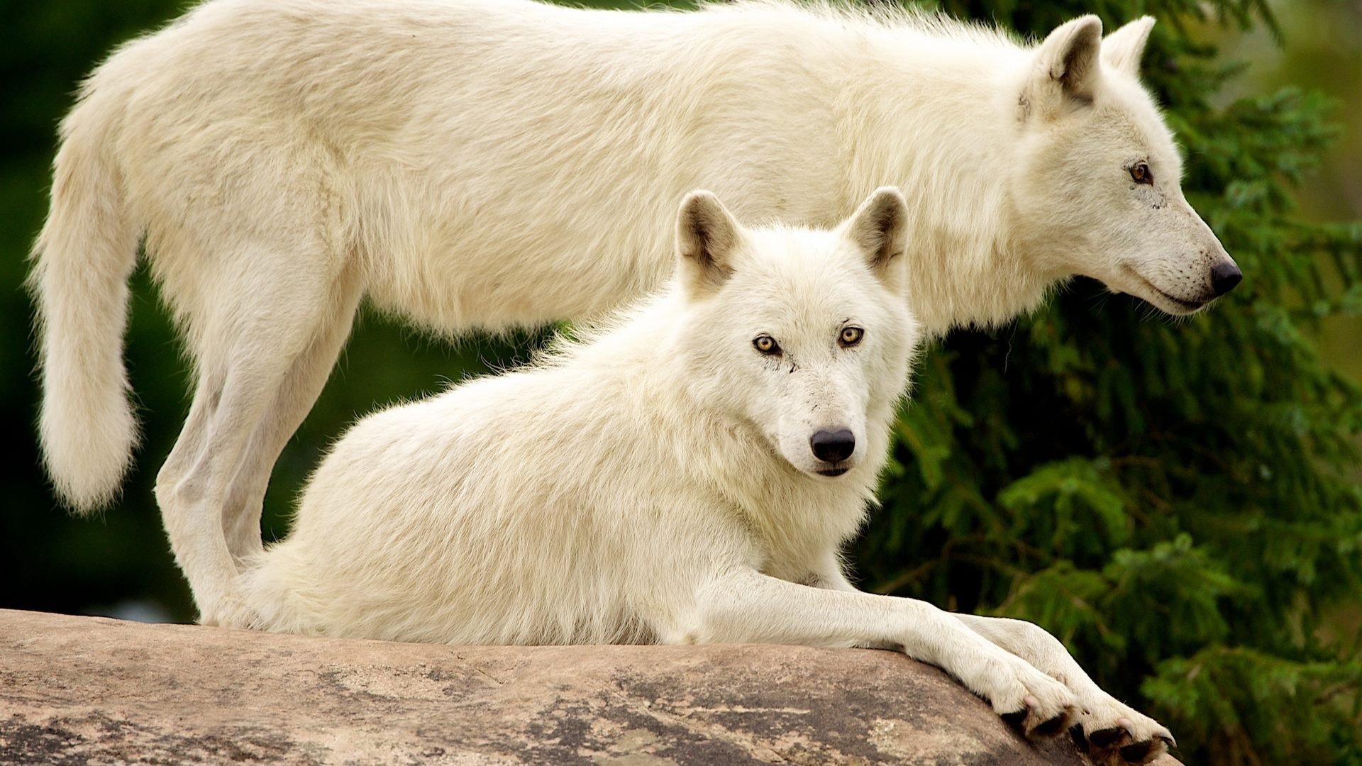 White Wolves Wallpaper - Wolf , HD Wallpaper & Backgrounds