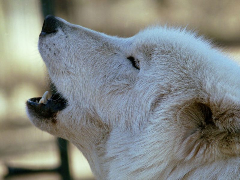 White Wolf Howling By Dave Johnson Wallpaper - Wolves By Dave Johnson , HD Wallpaper & Backgrounds