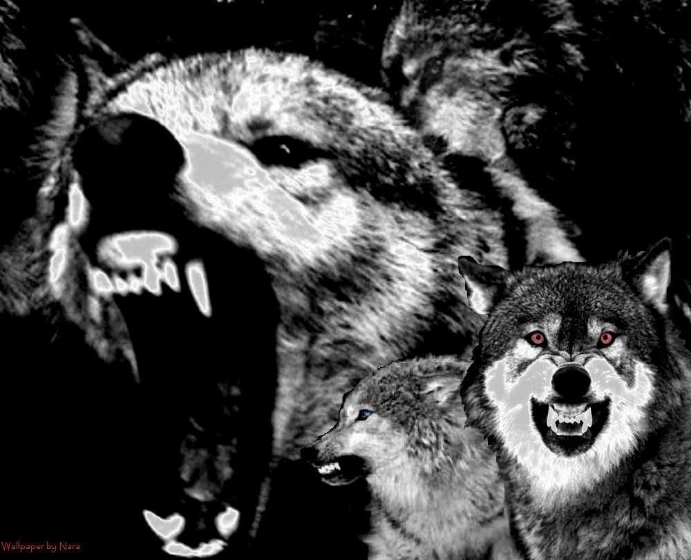 Vicious Wolf - Lone Wolf Love Quotes , HD Wallpaper & Backgrounds