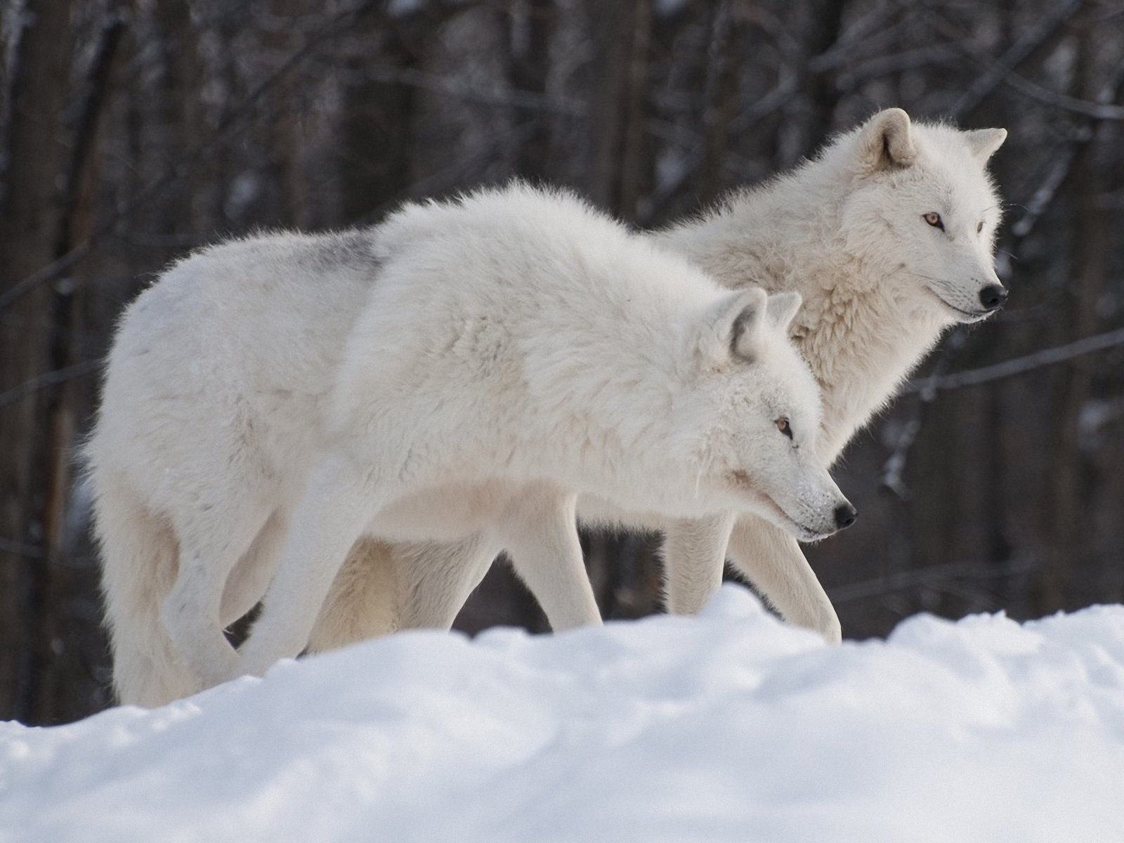 Arctic Wolf Wallpaper - 2 White Wolves , HD Wallpaper & Backgrounds