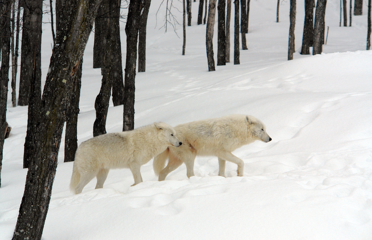 Arctic Wolves Wallpaper - Arctic Wolf In Its Habitat , HD Wallpaper & Backgrounds