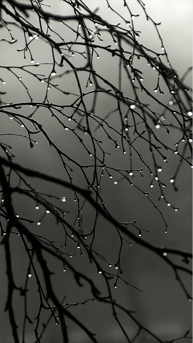 Soothing Wallpaper Sustainablepals Soothing Wallpaper - Rain Drops On Branches , HD Wallpaper & Backgrounds
