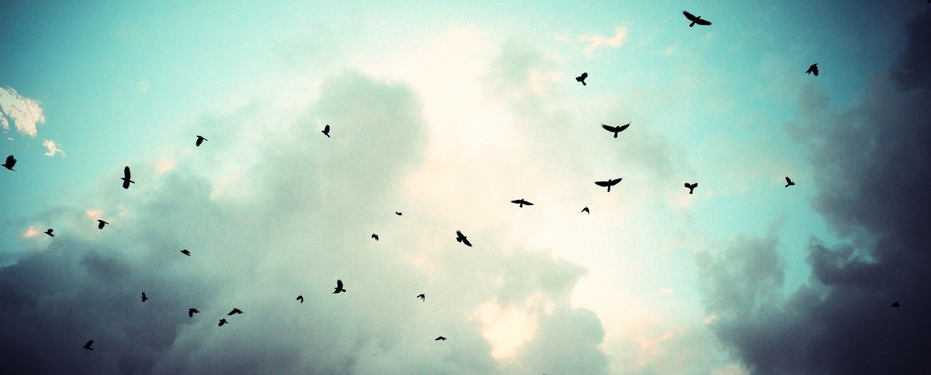 Birds Background Tumblr - Background 2560 X 1440 , HD Wallpaper & Backgrounds