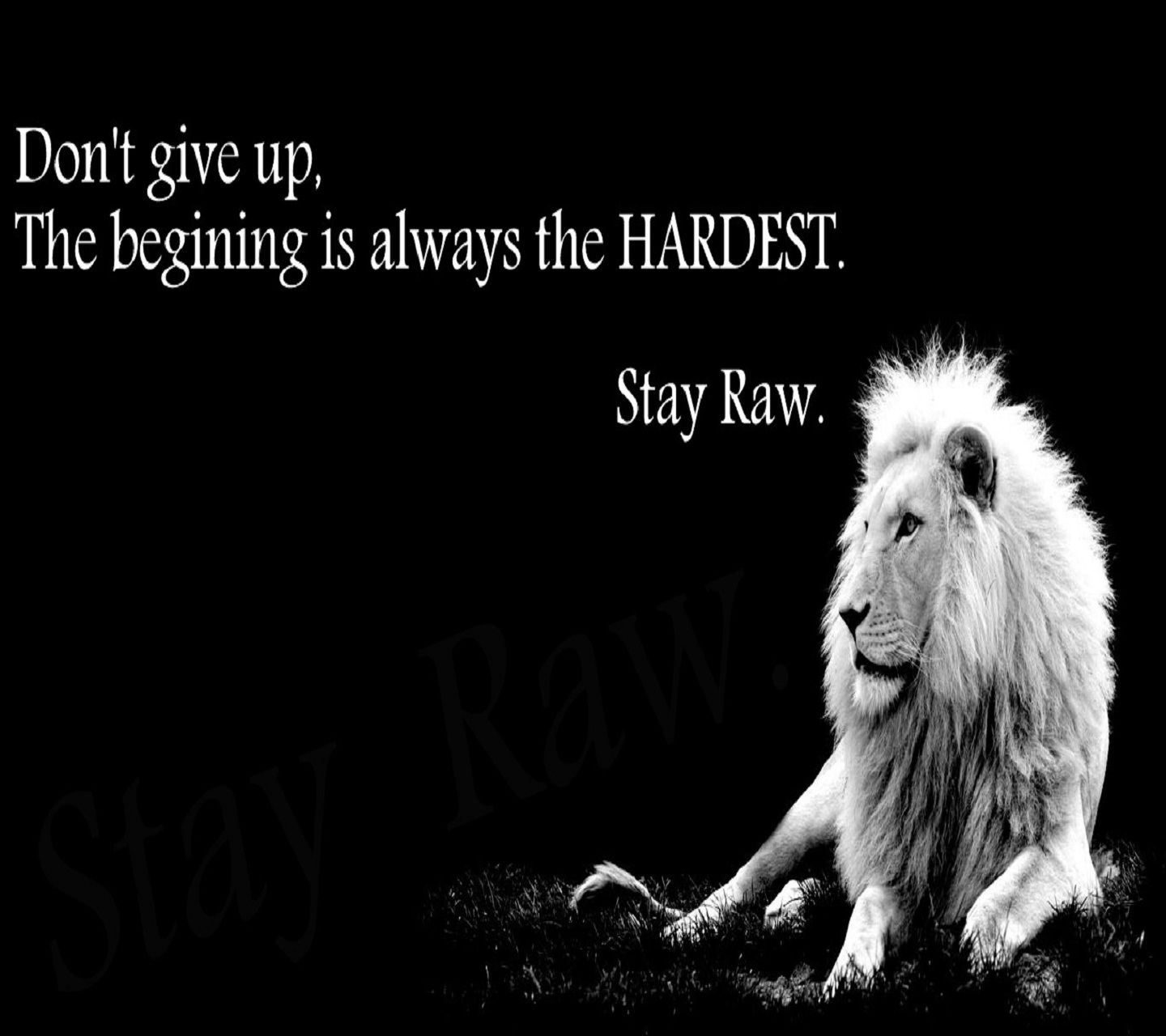 Never Give Up Wallpaper - Lion Failure , HD Wallpaper & Backgrounds