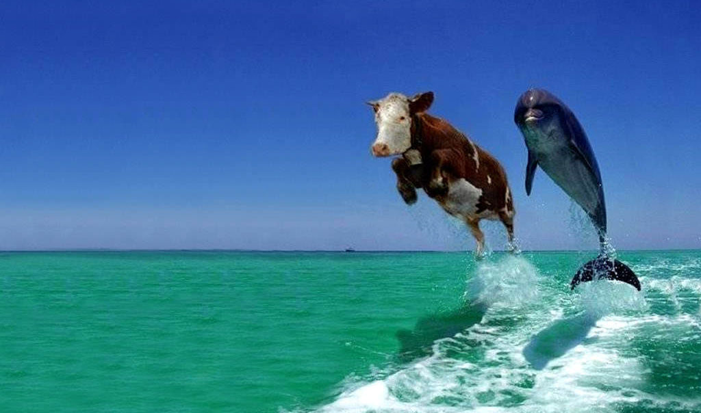 Funny Animals Wallpaper - Surf And Turf Funny , HD Wallpaper & Backgrounds