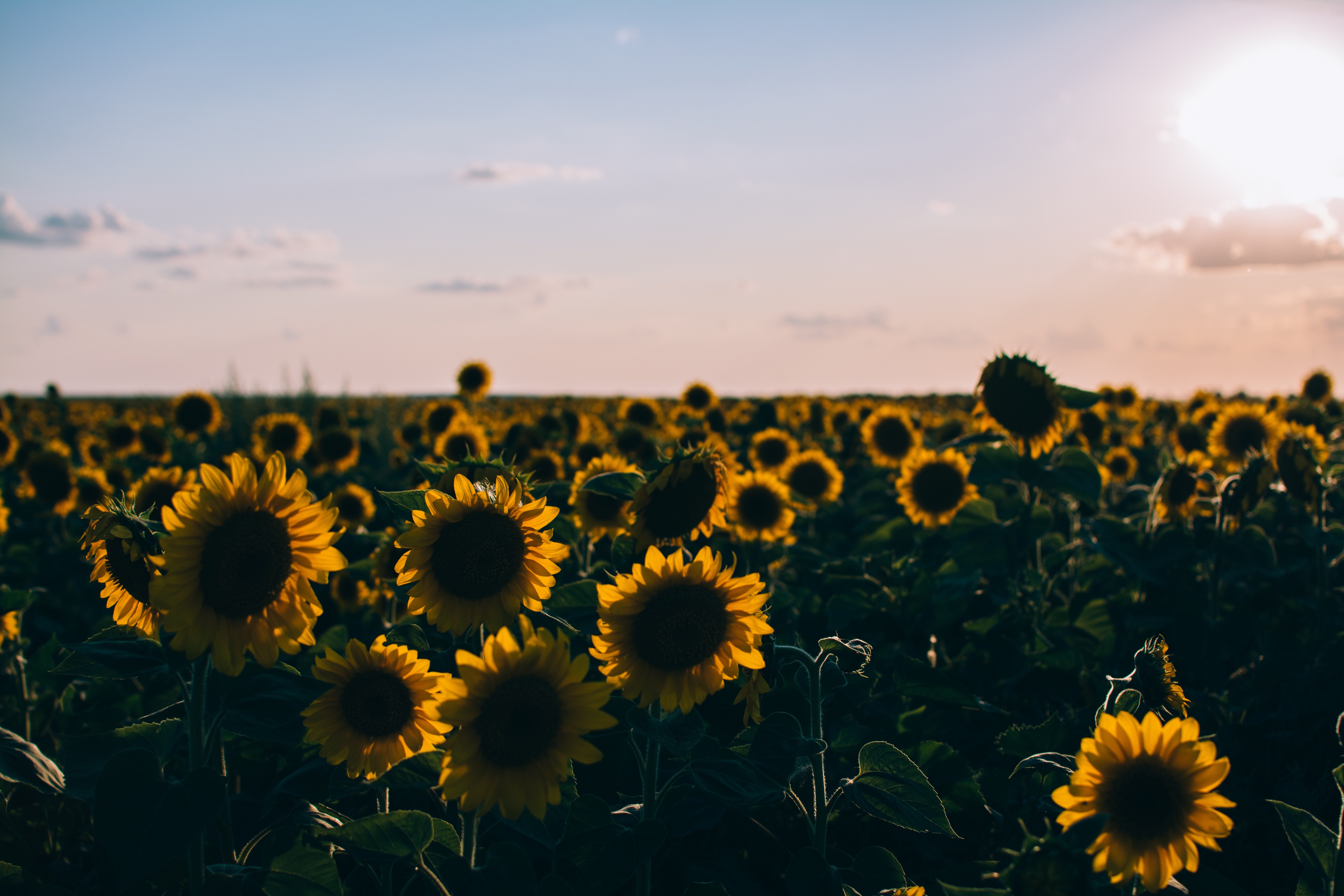 Aesthetic Sunflower Computer Background , HD Wallpaper & Backgrounds