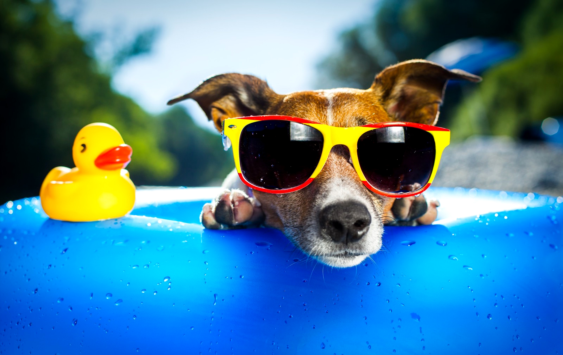 Funny Dog Wallpapers Hd Wallpaperhd Wiki - Dog With Sunglasses Hd , HD Wallpaper & Backgrounds