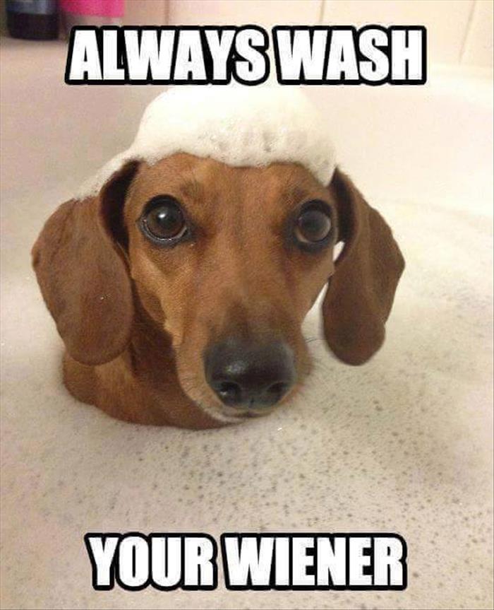 Funny Wiener Dog Memes , HD Wallpaper & Backgrounds