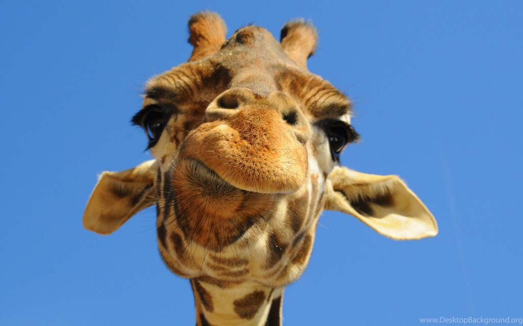 Funny Animal Wallpapers Hd Desktop Background - Close Up Giraffe , HD Wallpaper & Backgrounds