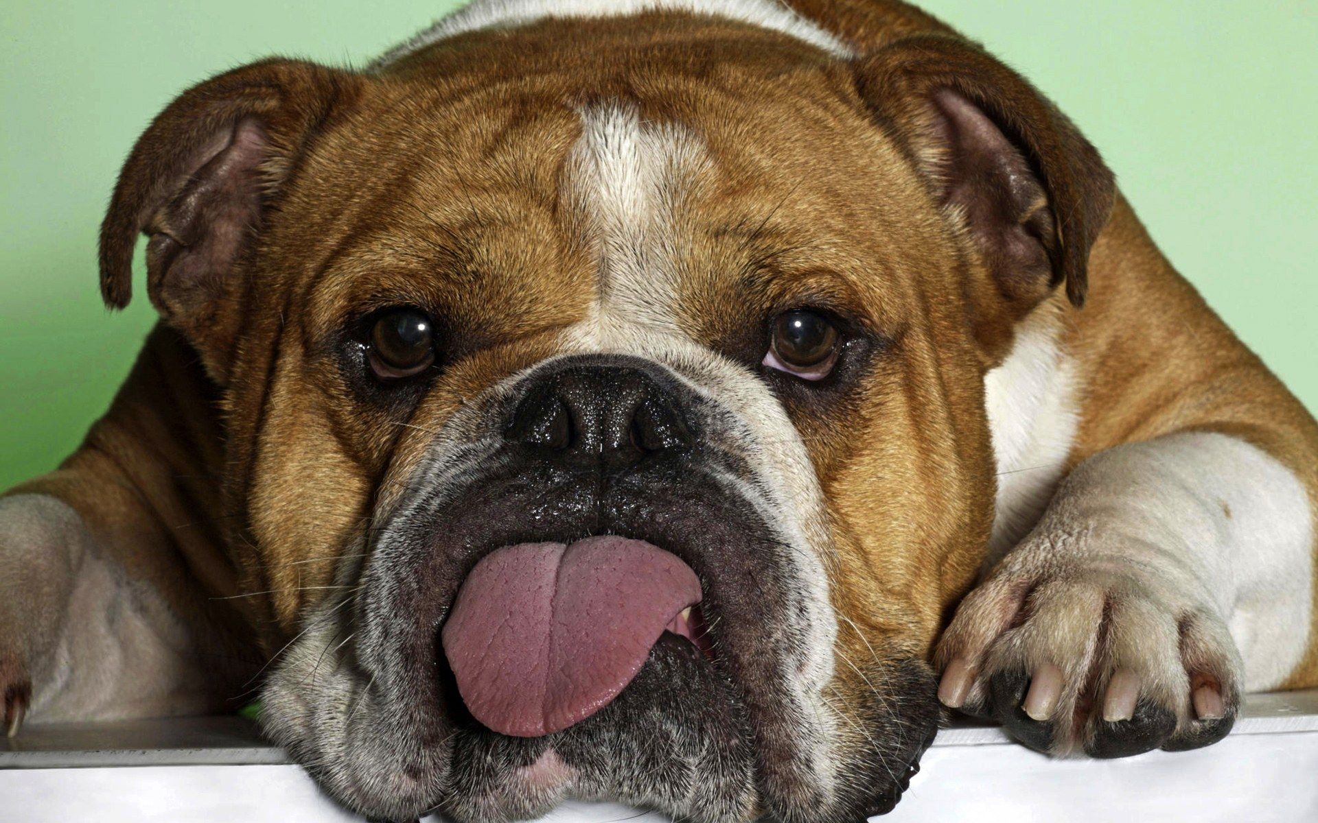 Funny Animal Wallpapers Images - Bulldog Licking Piss Off A Nettle , HD Wallpaper & Backgrounds