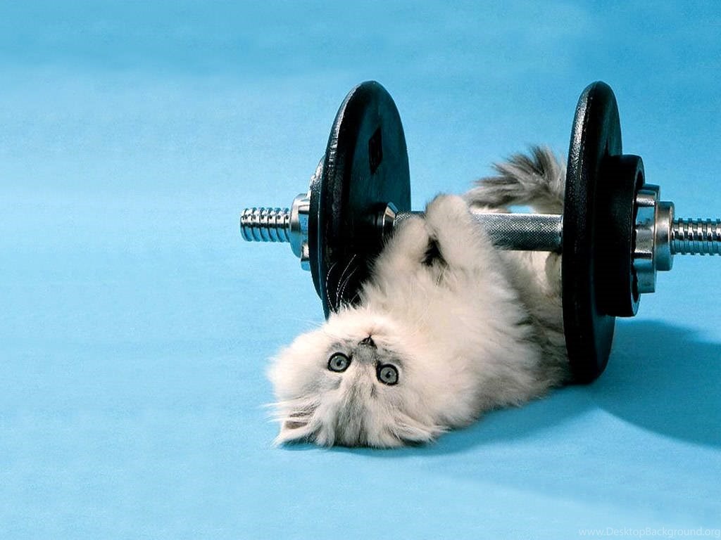 Cat Lifting Weights Gif , HD Wallpaper & Backgrounds