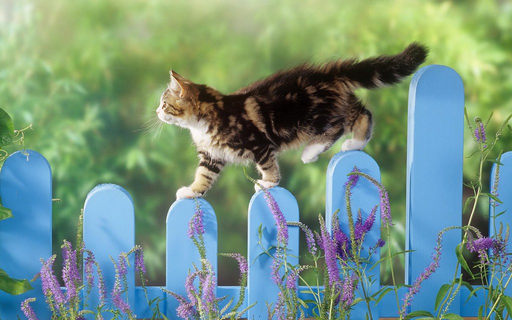 Funny Animals Wallpapers - Cat Walk On The Fence , HD Wallpaper & Backgrounds