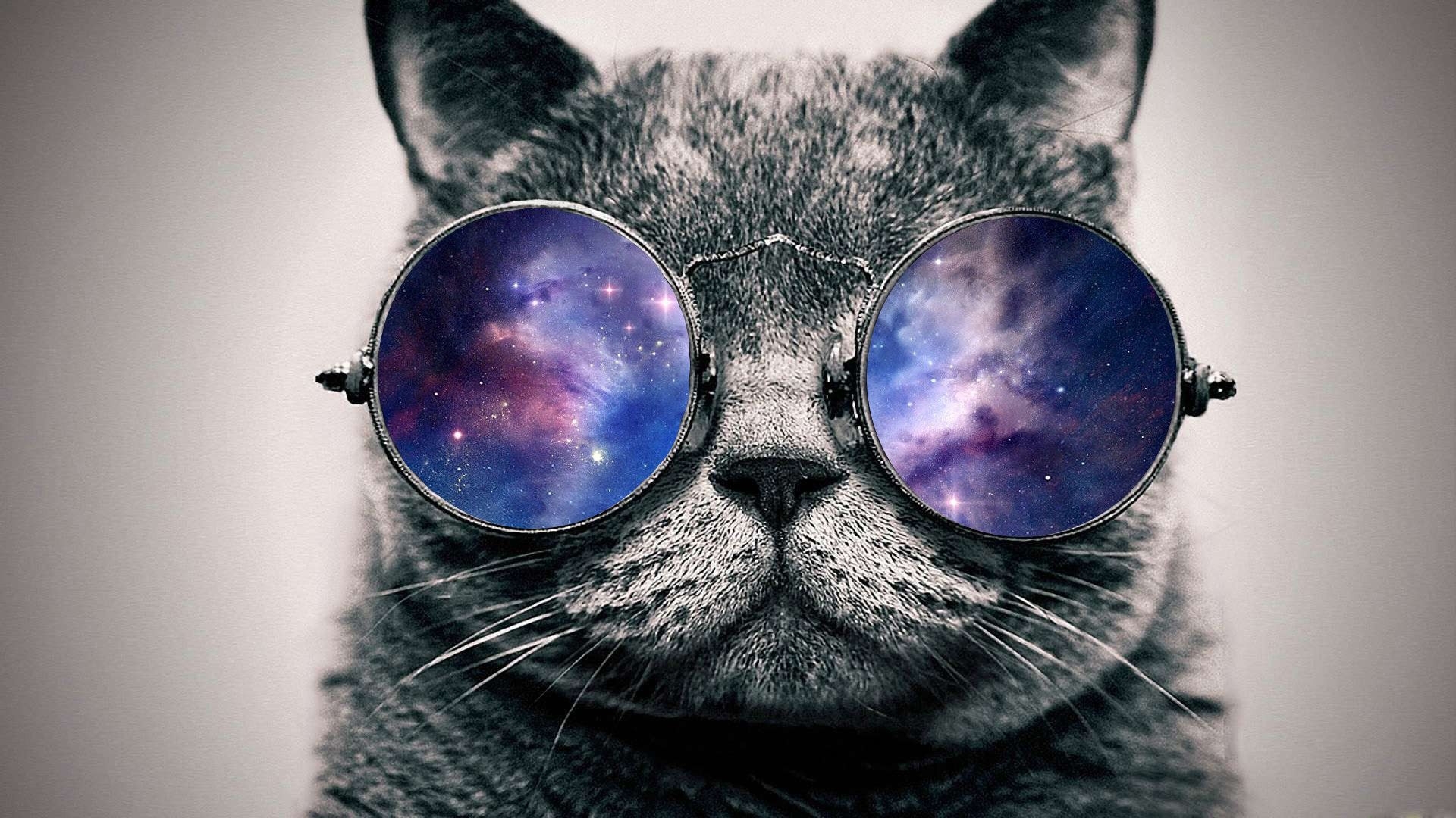 Beautiful Tumblr Laptop Cat Wallpaper - Cool Cat , HD Wallpaper & Backgrounds
