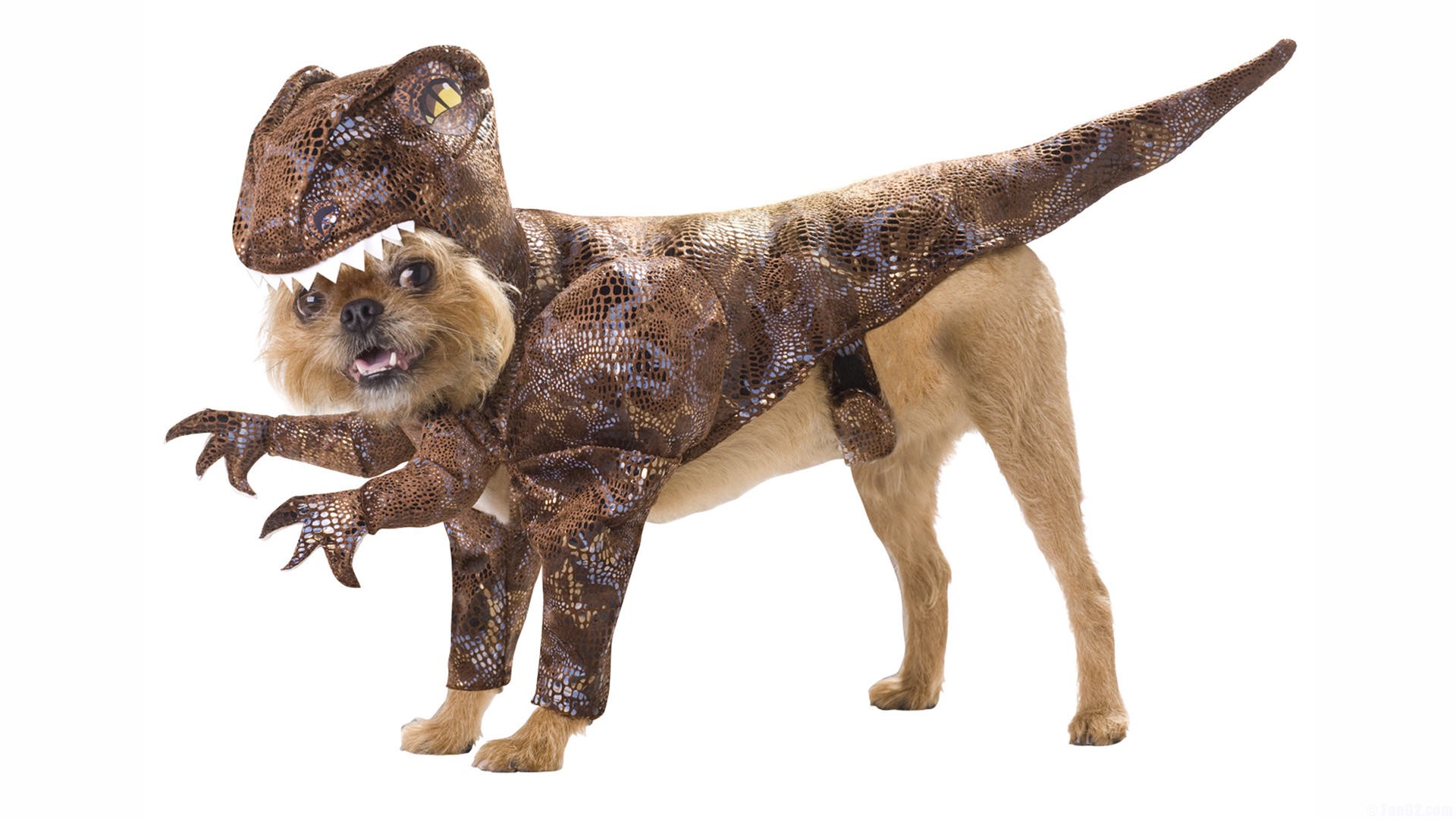 Dog Raptor Costume , HD Wallpaper & Backgrounds