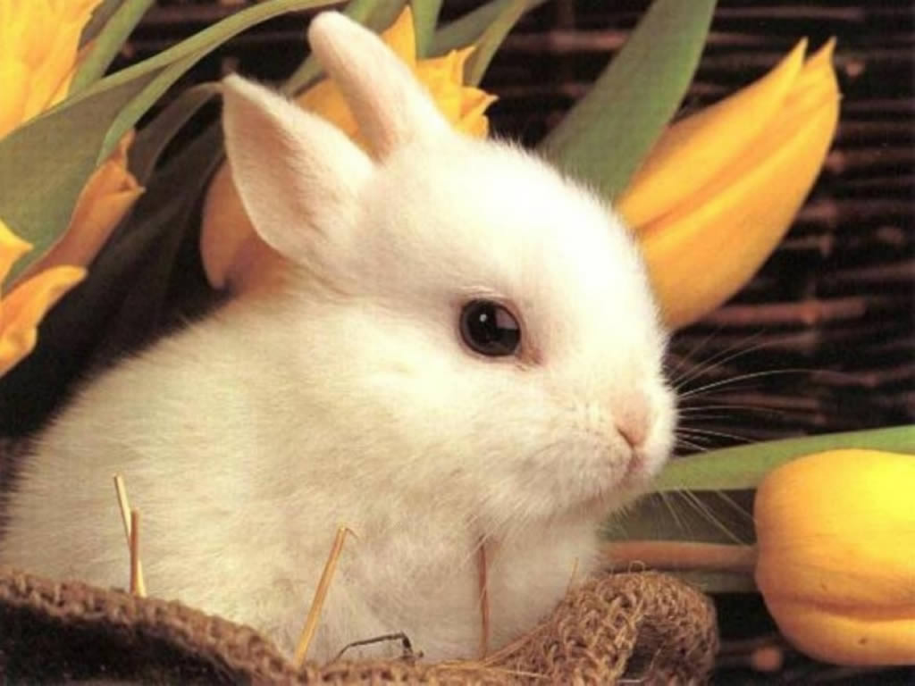 Cute Funny Animal Wallpapers Cute Rabbit Wallpaper - Cute Easter Bunny , HD Wallpaper & Backgrounds