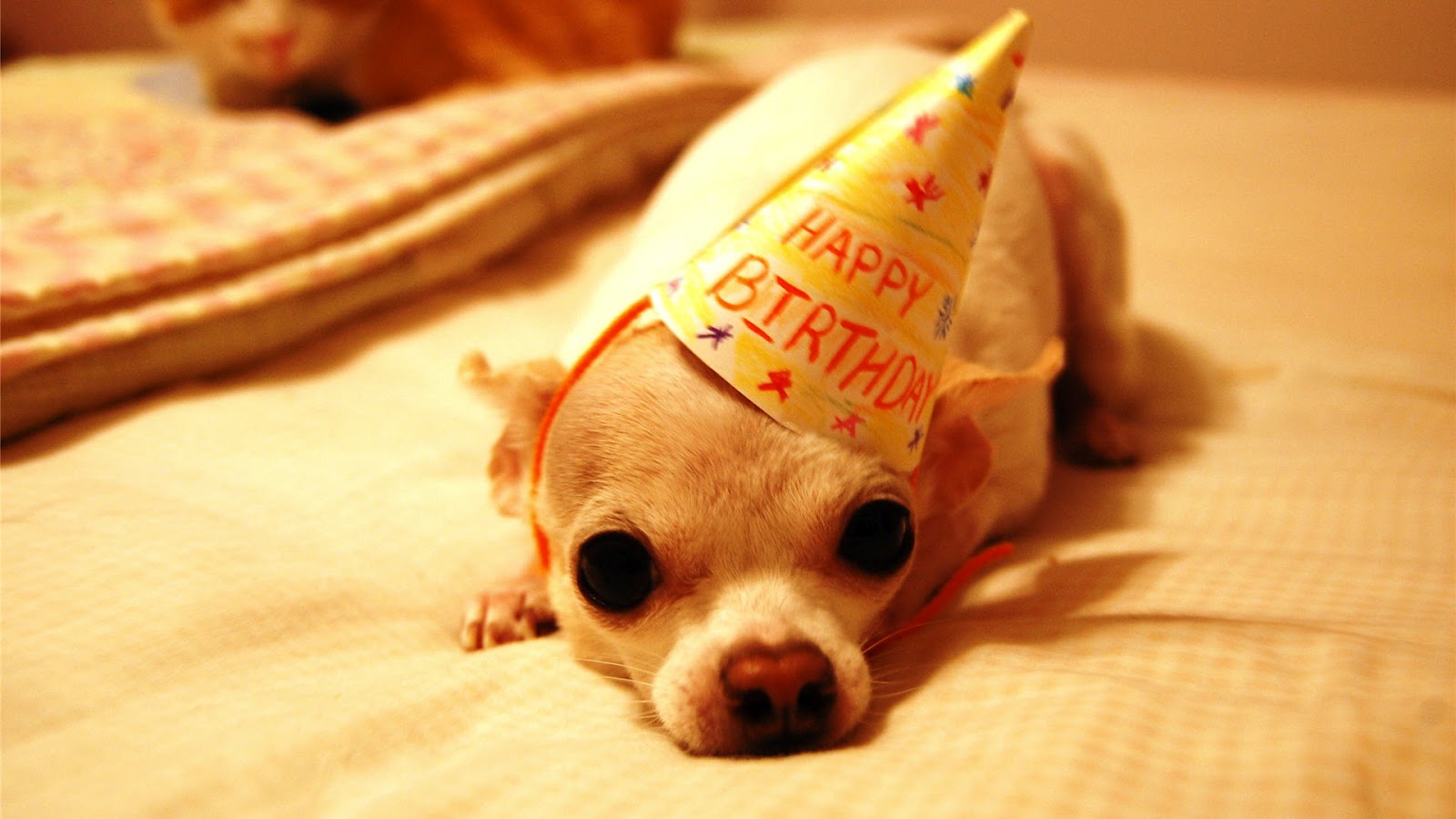 Happy Birthday Funny Animals Wallpapers - Happy Birthday Small Dog , HD Wallpaper & Backgrounds