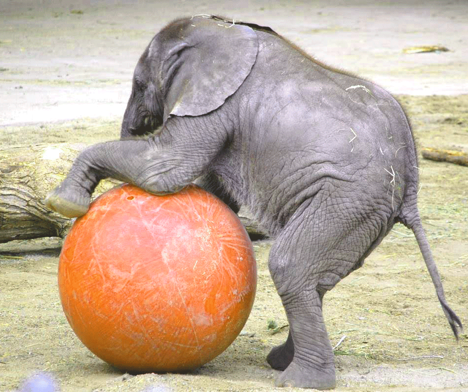 Funny Wallpaper Pictures Images Photo Hd Download For - Funny Pictures Of Elephant , HD Wallpaper & Backgrounds