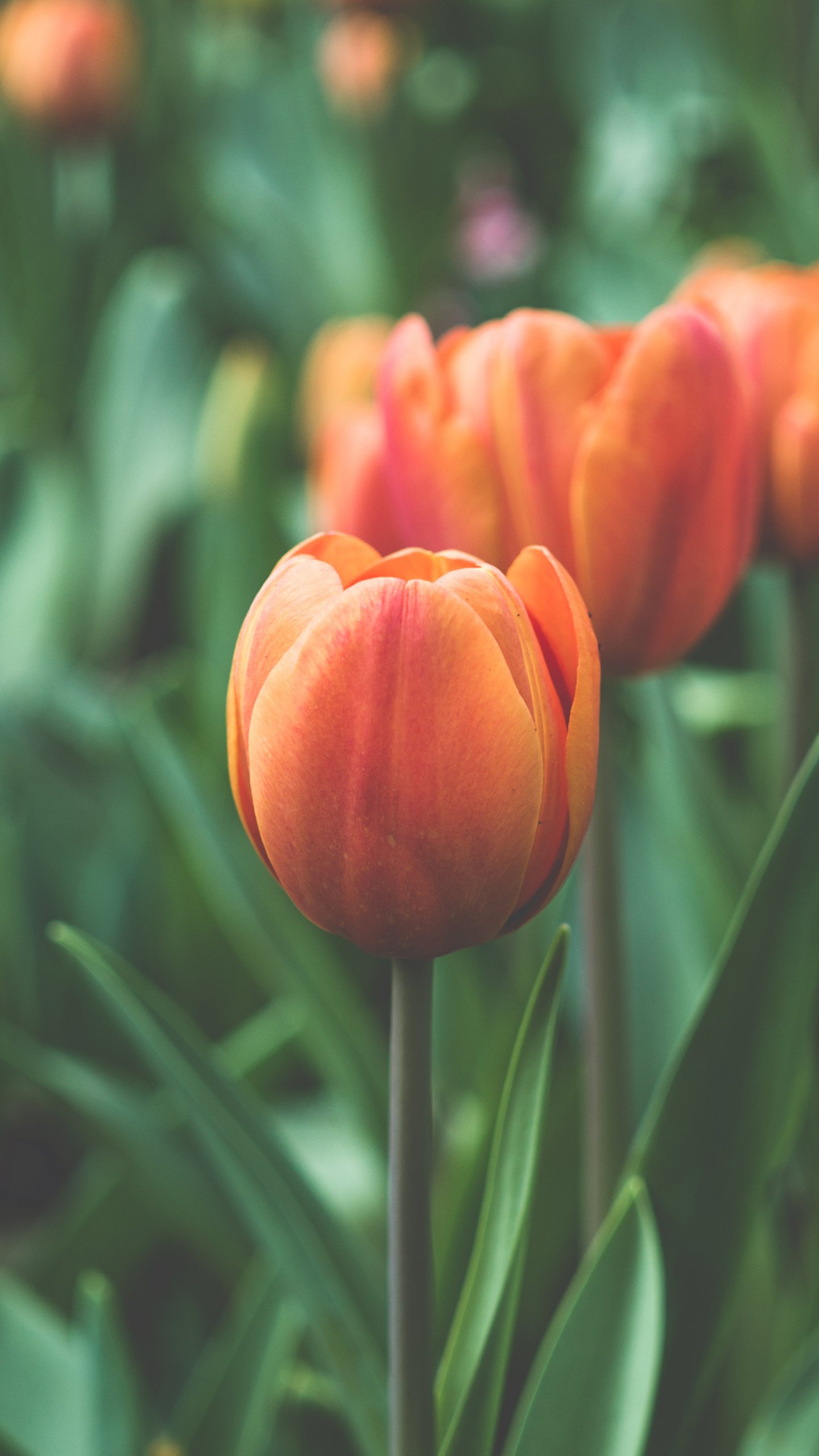 Orange Tulip - Tulip Wallpaper For Mobile , HD Wallpaper & Backgrounds
