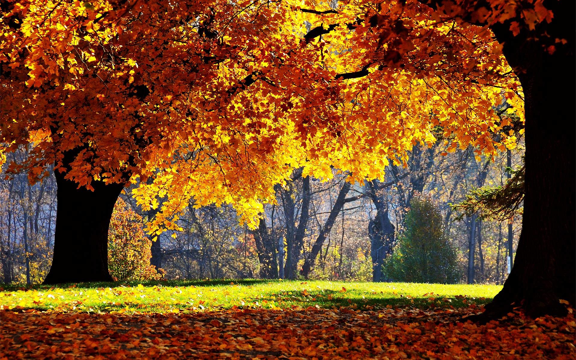 Fall Harvest Wallpaper Mobile , HD Wallpaper & Backgrounds