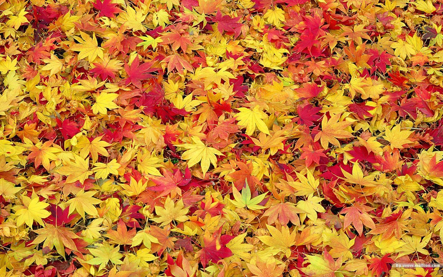 Fall Leaves Wallpaper, Wallpaper, Fall Leaves Wallpaper , HD Wallpaper & Backgrounds