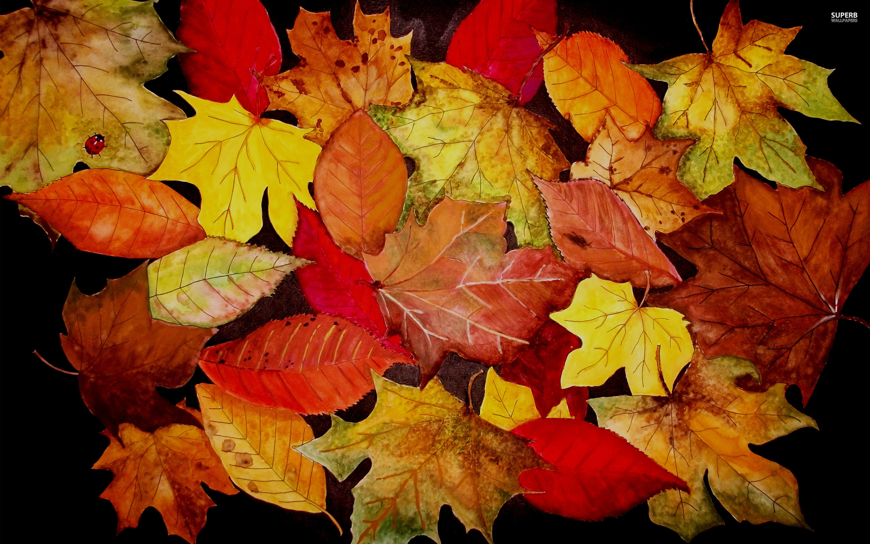 Fall Wallpaper Autumn Leaves - Desktop Background High Resolution Autumn , HD Wallpaper & Backgrounds