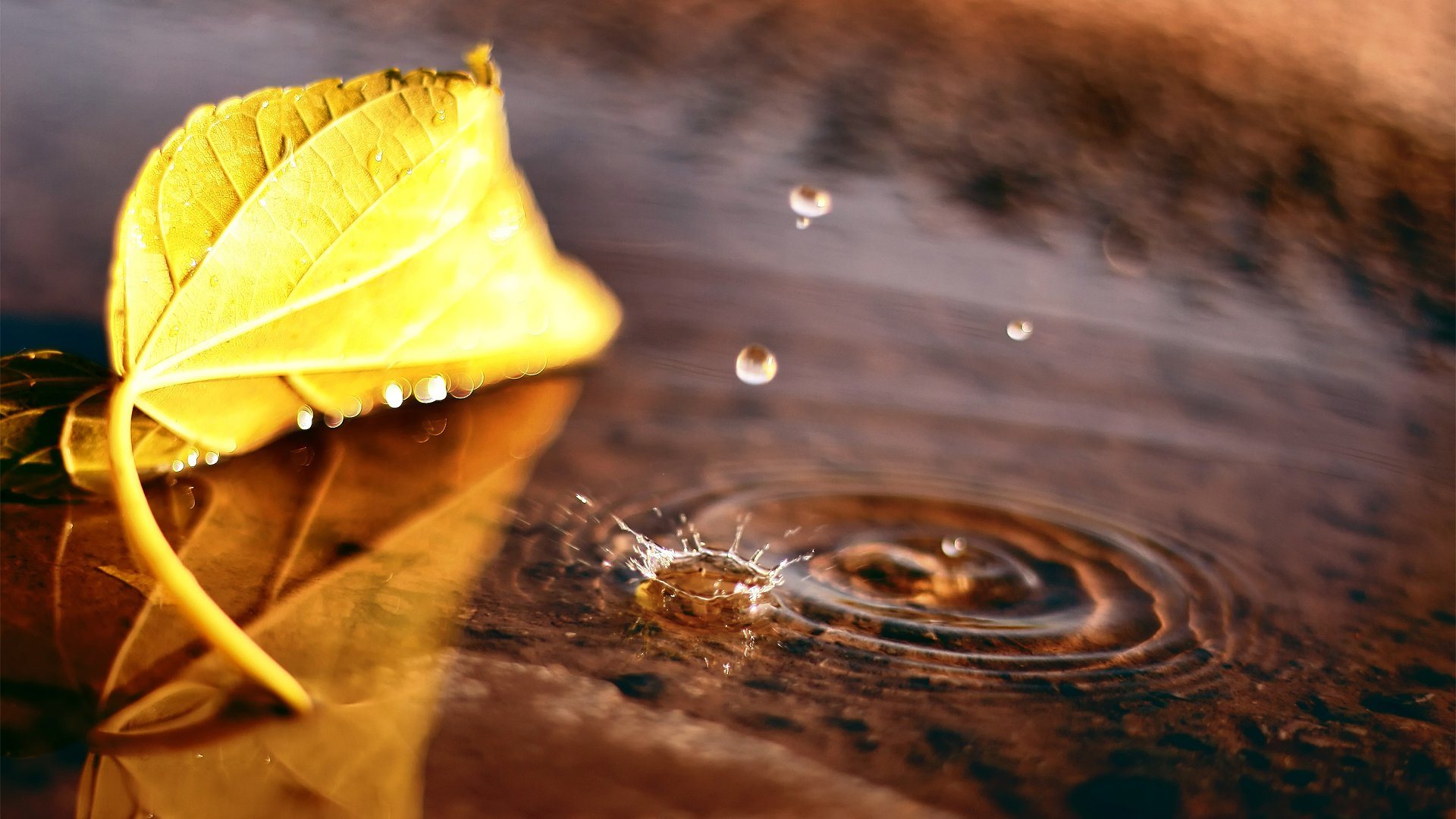 Leaves Yellow Autumn Wallpapers Macro Leaf Puddle Drop - Fond D Écran Photographie , HD Wallpaper & Backgrounds