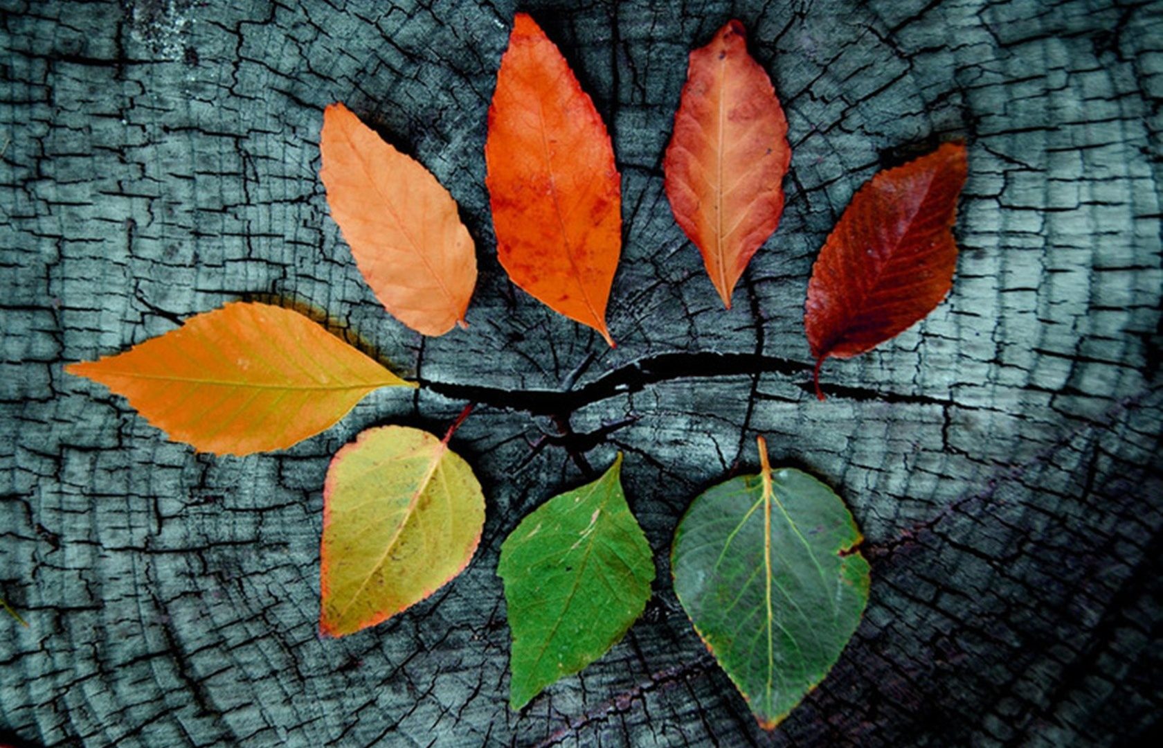 Autumn Desktop Wallpaper , HD Wallpaper & Backgrounds