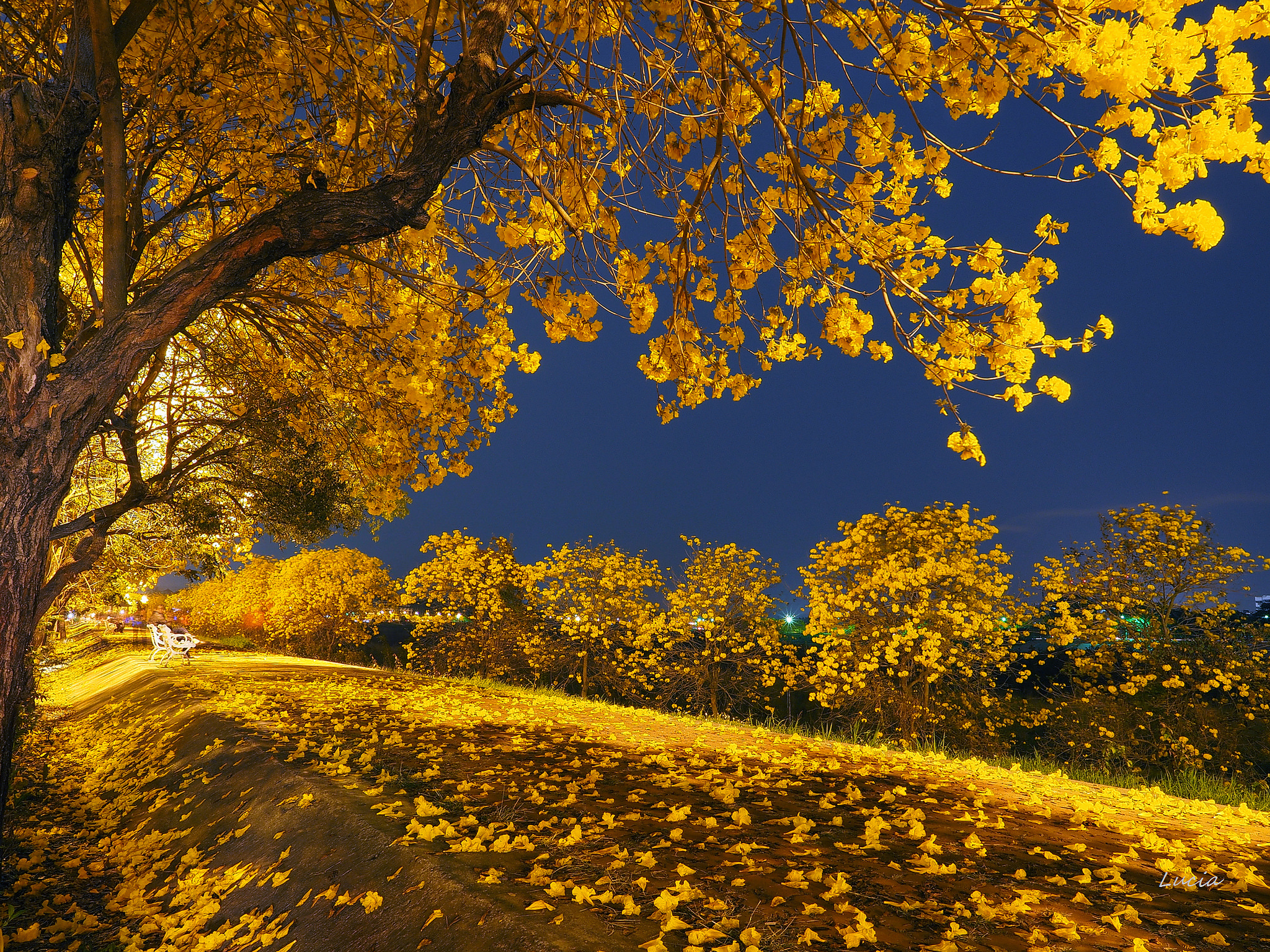 Autumn Yellow Leaves Falling Wallpaper - Fall Tree At Night , HD Wallpaper & Backgrounds