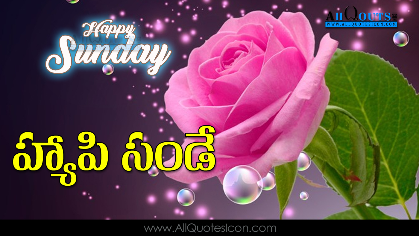 Good Morning Sunday Images For Whatsapp Telugu Wallpaper - Beautiful Rose Images Hd , HD Wallpaper & Backgrounds