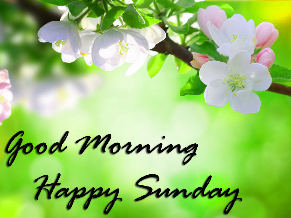 Sunday Good Morning Wallpaper Pics Download - Whatsapp Good Morning Sunday , HD Wallpaper & Backgrounds