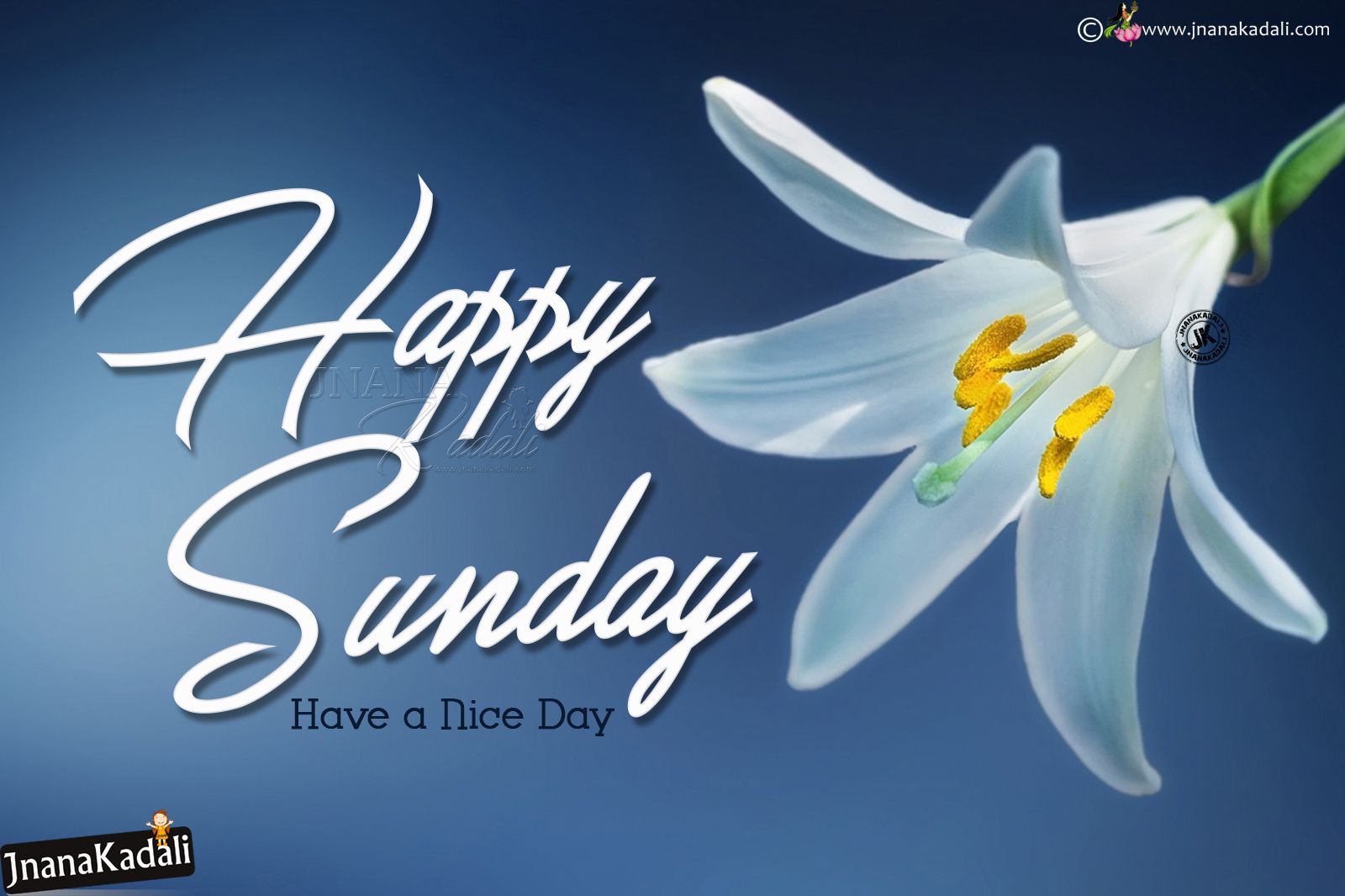Happy Sunday Greetings With Hd Wallpapers In English-english - Good Evening White Flowers , HD Wallpaper & Backgrounds