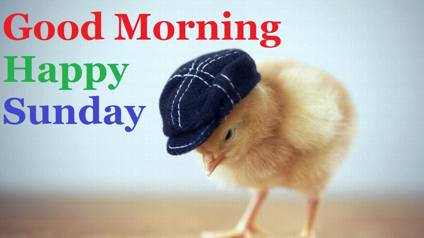 Happy - Good Morning Hd Sunday , HD Wallpaper & Backgrounds