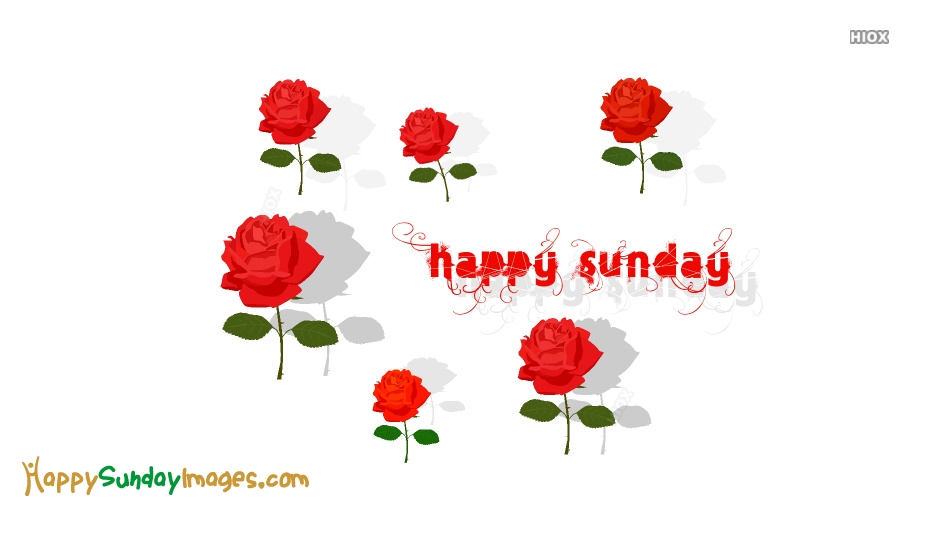 Happy Sunday Wallpaper With Roses - Garden Roses , HD Wallpaper & Backgrounds