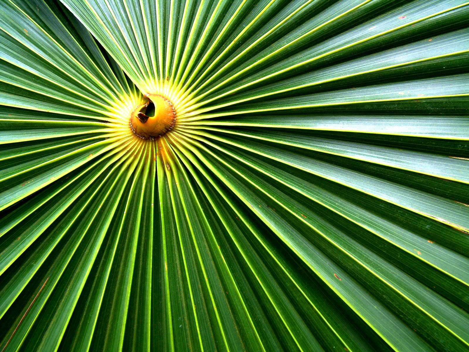 Palm Sunday Wallpaper - Background For Palm Sunday , HD Wallpaper & Backgrounds