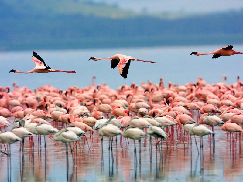 Lake Nakuru , HD Wallpaper & Backgrounds