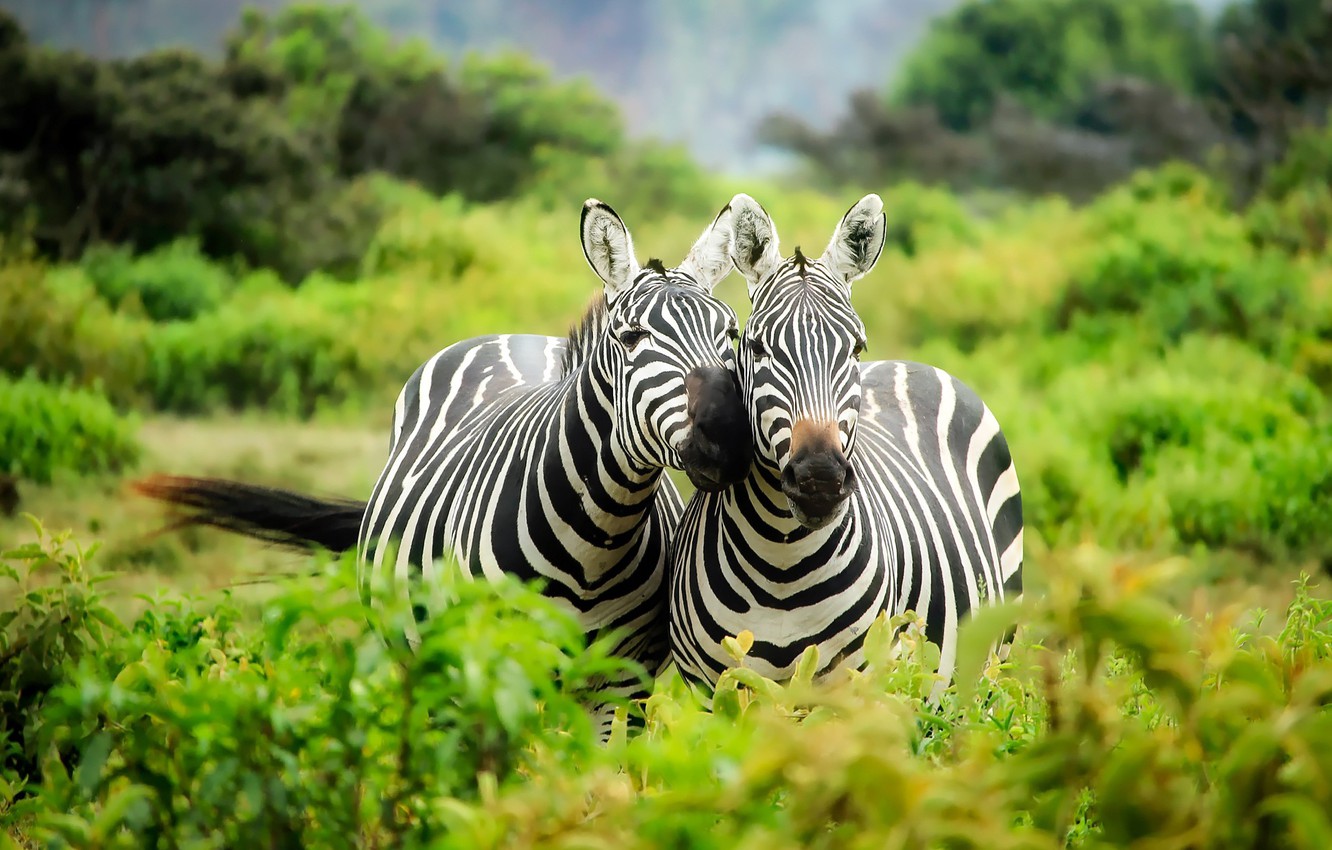 Photo Wallpaper Greens, Vegetation, Two, Pair, Africa, - Major Dangers Of Wildlife , HD Wallpaper & Backgrounds