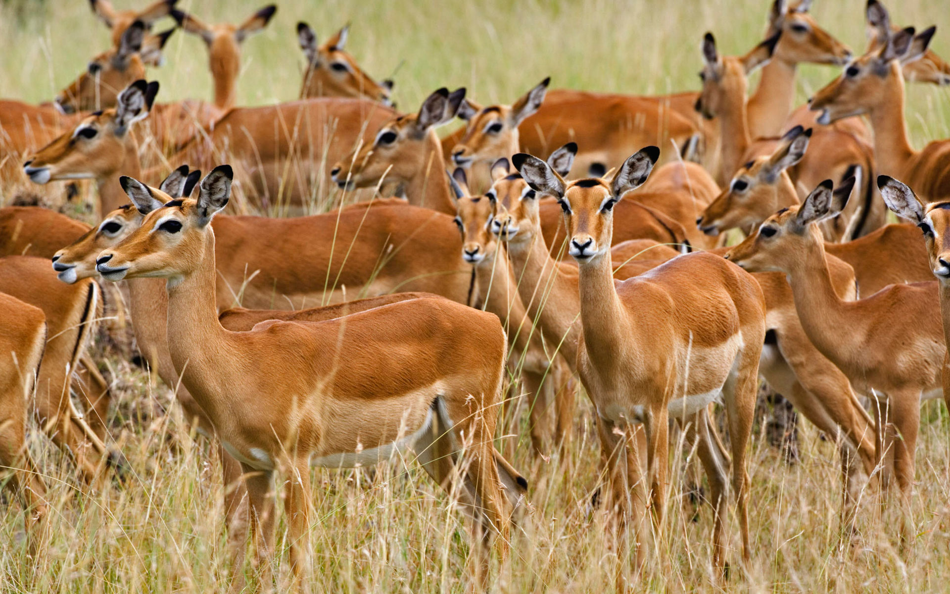 Herd Of Female Impala Masai Mara Kenya - Herd Animals , HD Wallpaper & Backgrounds