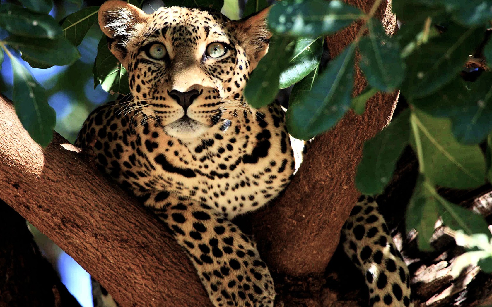 Leopard In Tree Picture Kenya Wallpaper National Geographic - Fond D Écran National Geographic , HD Wallpaper & Backgrounds