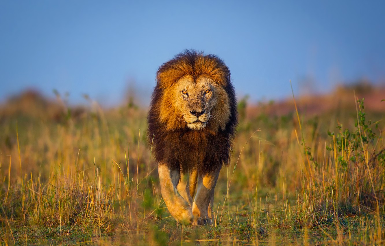 Photo Wallpaper Leo, Africa, Walk, Kenya - Lion Walking In Forest , HD Wallpaper & Backgrounds