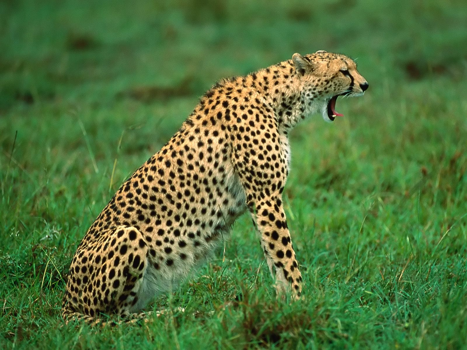 Africa Kenya Wallpapers, Africa Kenya Prints, Africa - Animals Cheetah , HD Wallpaper & Backgrounds