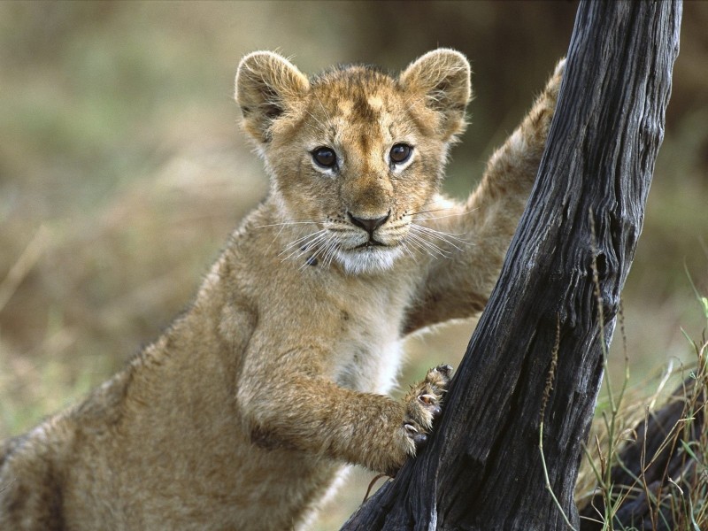 Kenya 3 Month Old Lion Cub Wallpaper - 3 Month Old Lion , HD Wallpaper & Backgrounds