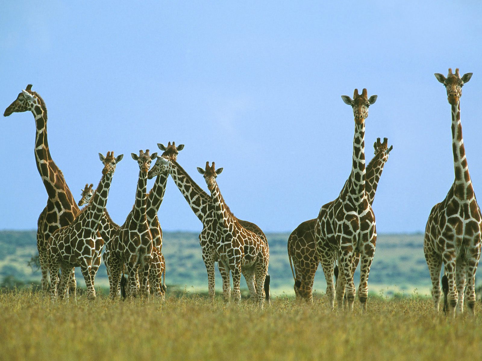 Giraffe Herd In Field Kenya Africa - Many Giraffes , HD Wallpaper & Backgrounds