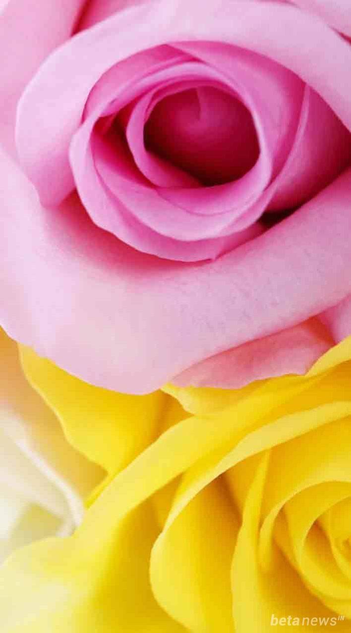 30 Iphone Whatsapp Wallpapers And Backgrounds Download - Roses Of Different Colours , HD Wallpaper & Backgrounds