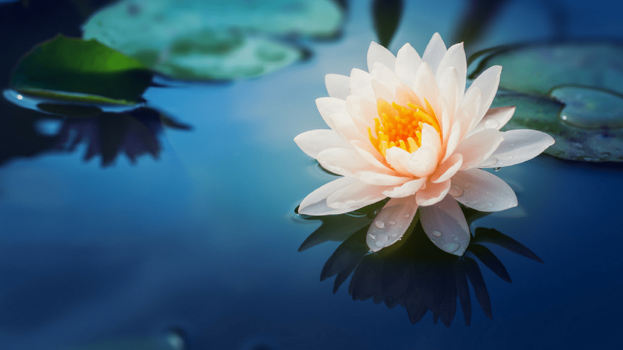 Whatsapp - Lotus Flower , HD Wallpaper & Backgrounds