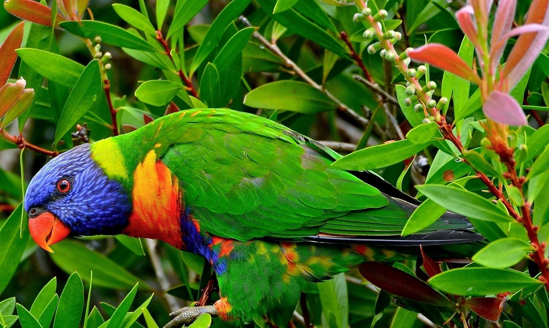 Parrot Birds Free Latest Hd Photos - Vip Parrot Picture Download , HD Wallpaper & Backgrounds