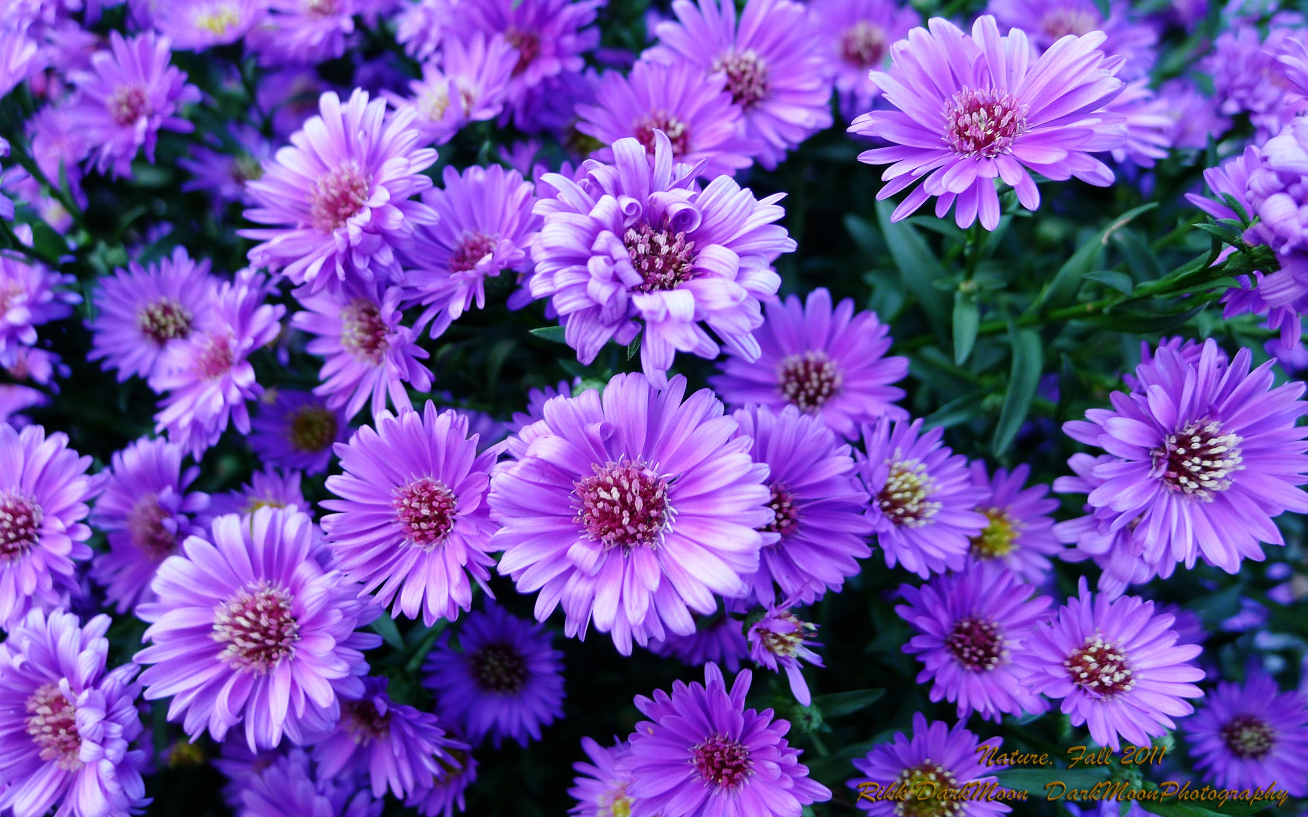 Aesthetic Anime Desktop Wallpaper Purple Flowers 386018 Hd