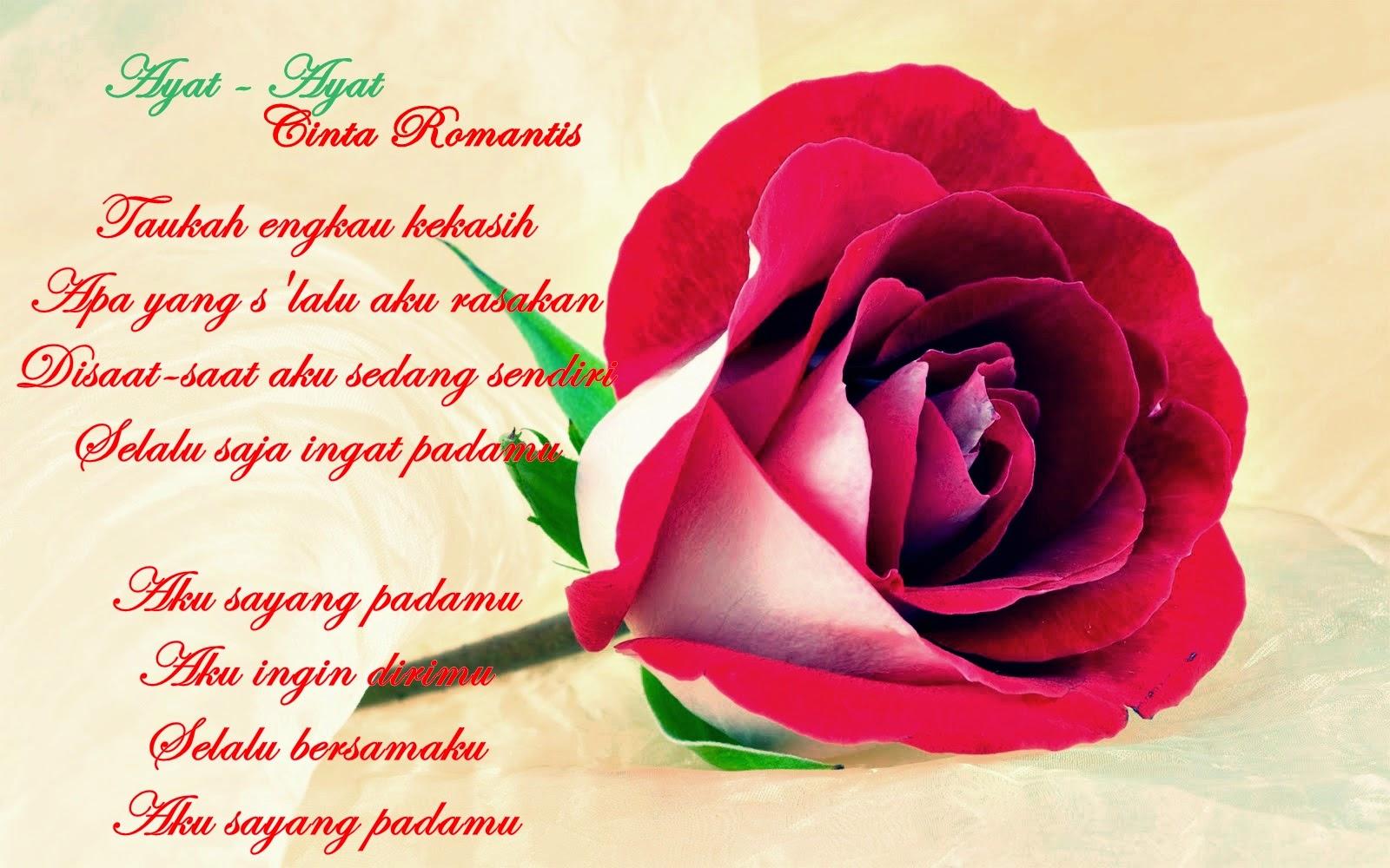 Download Gambar Wallpaper Kata Kata Lucu Gudang Wallpaper - Garden Roses , HD Wallpaper & Backgrounds